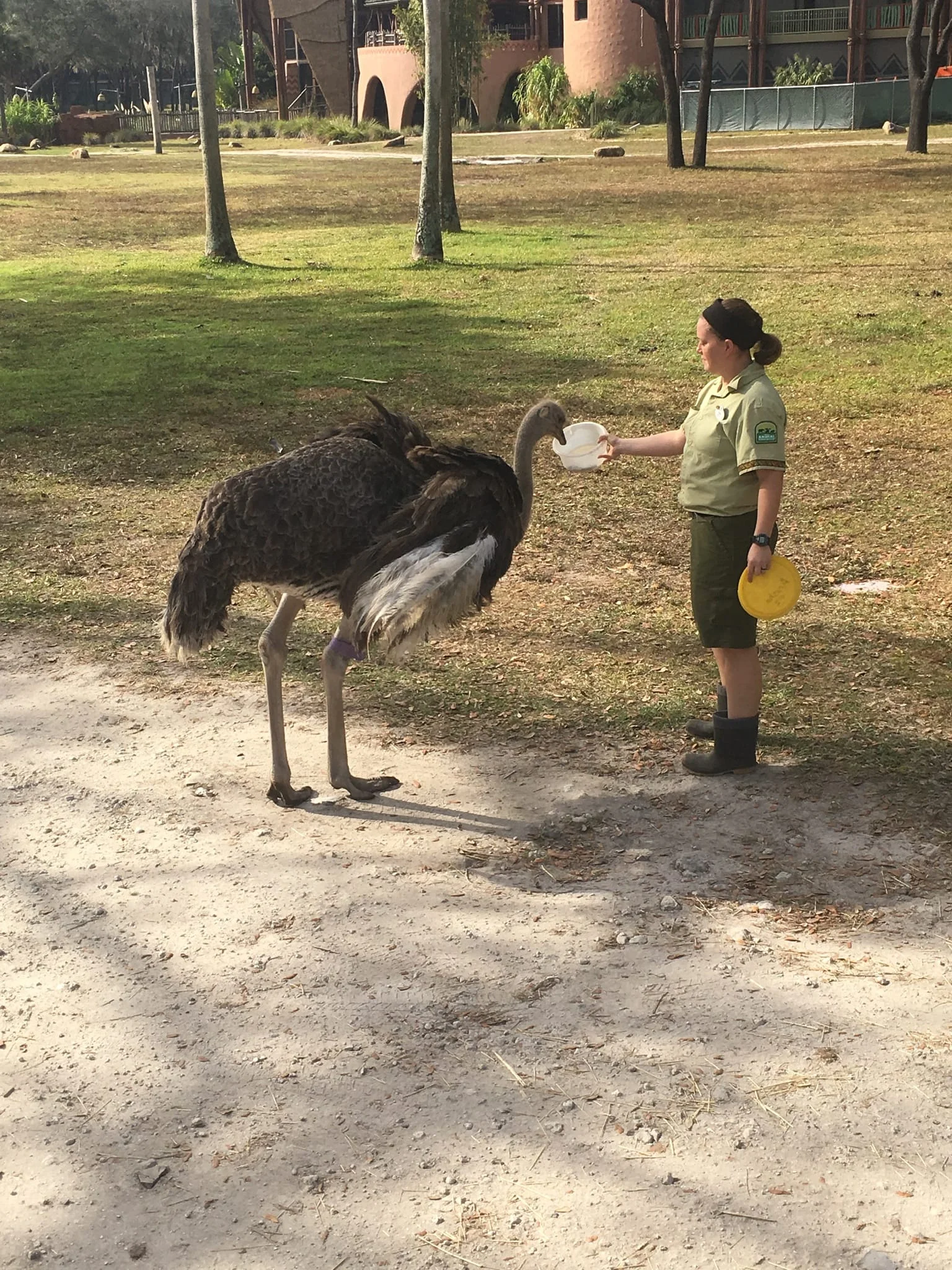 Animal Kingdom Villas - Experience