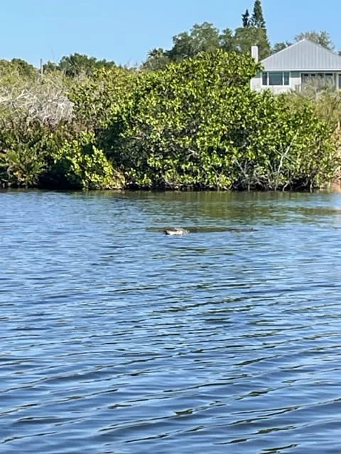 Alligator