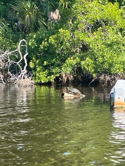 Turtle On A Log