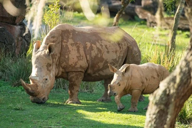 Anima Kingdom - Rhinos - Disney Vacation Club